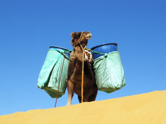 Egypte Plateau Karadish: Le dromadaire, symbole du voyage dans le désert.C'est notre porteur d'eau, denrée inestimable dans cet univers.