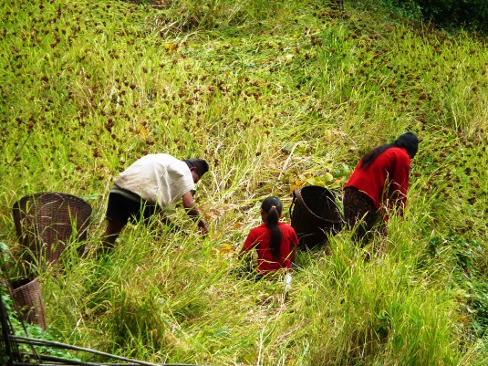 Nepal Annapurnas: Récolte du mil par toute la famille