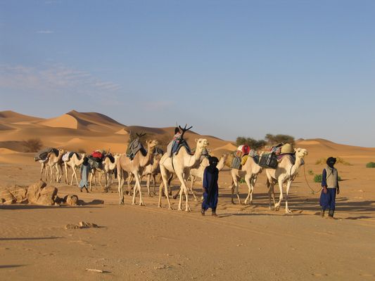 Niger Caravane: Notre caravane de chameaux qui assurait la logistique de notre trek