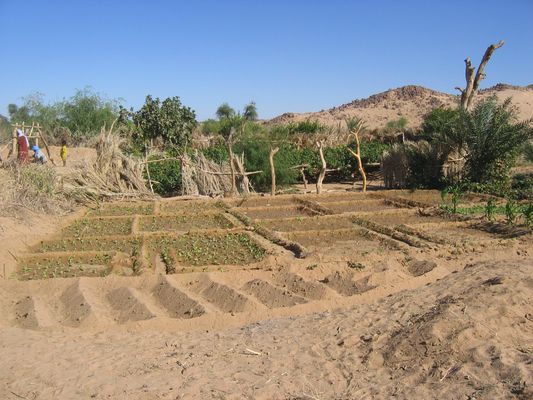 Niger Jardins de l'Ar: Vue d'un jardin de l'Ar avec ses haies en feuilles de palmiers pour viter l'ebnsablement dse terres cultives