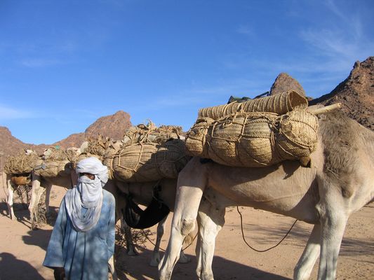Niger Entre Timia et Agadez: Azalaye - Une caravane de sel de retour des salines de Bilma