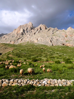 Turquie Taurus: Troupeau de moutons au camp de SoKullupinar